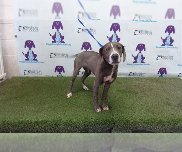 Medium Photo #1 American Staffordshire Terrier Puppy For Sale in Orlando, FL, USA