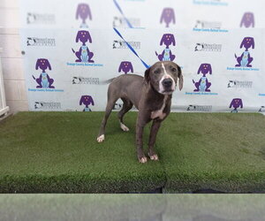 American Staffordshire Terrier Dogs for adoption in Orlando, FL, USA