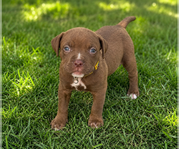 Medium Photo #1 Mutt Puppy For Sale in Mooresville, NC, USA