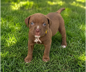 Mutt Dogs for adoption in Mooresville, NC, USA