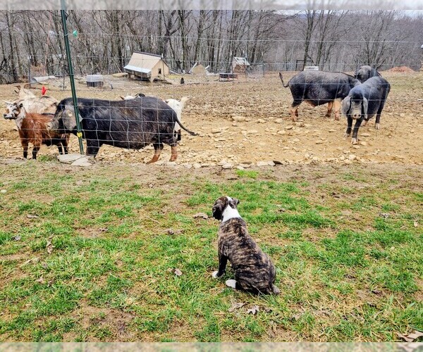 Medium Photo #5 Alapaha Blue Blood Bulldog Puppy For Sale in SHELOCTA, PA, USA