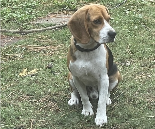Medium Photo #1 Beagle Puppy For Sale in HOUSTON, TX, USA
