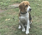 Small Photo #1 Beagle Puppy For Sale in HOUSTON, TX, USA