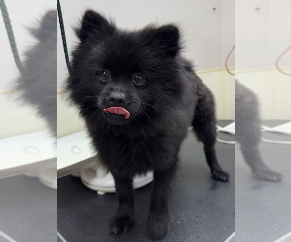 Medium Photo #1 Pomeranian Puppy For Sale in Great Bend, KS, USA