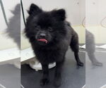 Small Pomeranian