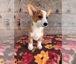 Small #12 Pembroke Welsh Corgi