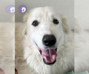 Great Pyrenees Dogs for adoption in Spring, TX, USA