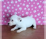 Small Photo #9 Jack Russell Terrier Puppy For Sale in SHAWNEE, OK, USA