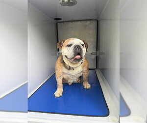 Bulldog Dogs for adoption in Derwood, MD, USA