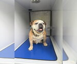 *PERFECT PUDDIN POP - Female Bulldog Dog for Adoption - Small photo