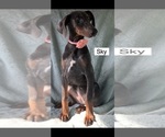 Small #5 Doberman Pinscher