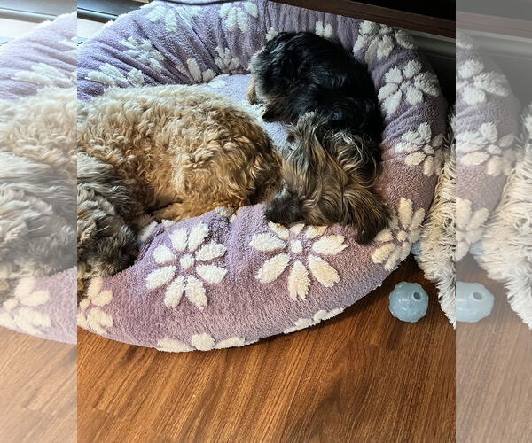 Medium Photo #5 Mutt Puppy For Sale in St. Louis Park, MN, USA