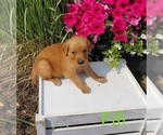 Small Photo #3 Golden Retriever Puppy For Sale in SHERIDAN, MI, USA