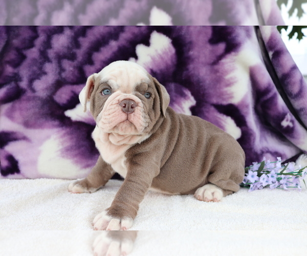 Medium Photo #4 English Bulldog Puppy For Sale in SHILOH, OH, USA