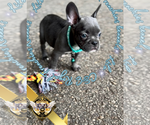 Small #6 French Bulldog