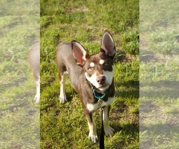 Medium Photo #2 Australian Kelpie-Siberian Husky Mix Puppy For Sale in Pottstown, PA, USA
