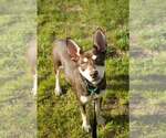 Small #1 Australian Kelpie-Siberian Husky Mix