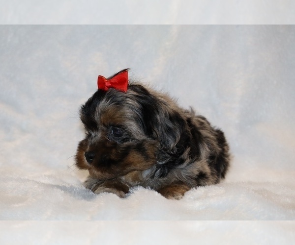 Medium Photo #8 ShihPoo Puppy For Sale in DYERSBURG, TN, USA