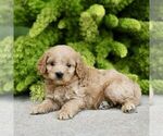 Small Photo #4 Cavapoo Puppy For Sale in PARADISE, PA, USA