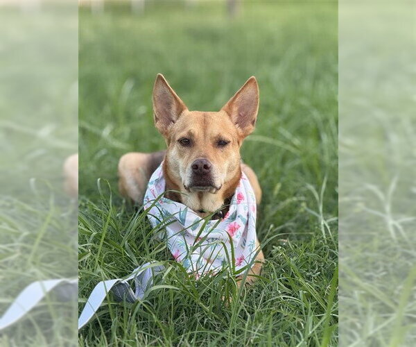 Medium Photo #7 Basenji-Carolina Dog Mix Puppy For Sale in Corpus Christi, TX, USA