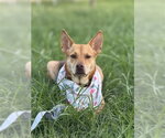 Small #6 Basenji-Carolina Dog Mix