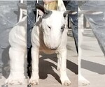 Small Photo #1 Bull Terrier Puppy For Sale in GREENVILLE, NC, USA