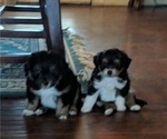 Small Photo #1 Aussiedoodle Miniature  Puppy For Sale in MIDLAND CITY, AL, USA