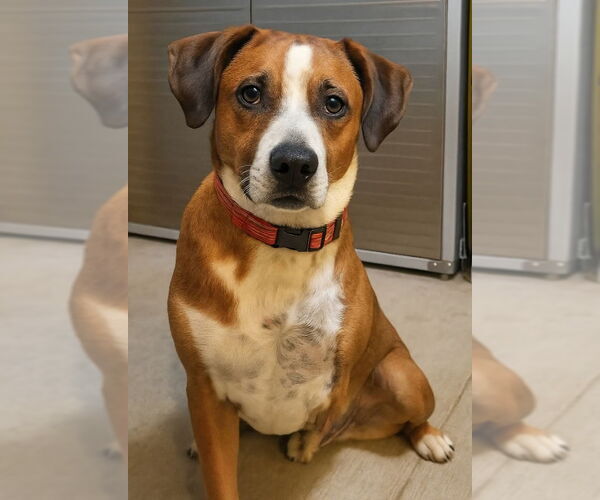 Medium Photo #1 Bogle Puppy For Sale in Woodsfield, OH, USA