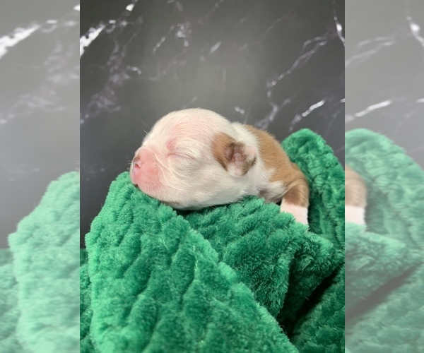 Medium Photo #5 Boston Terrier Puppy For Sale in TULARE, CA, USA