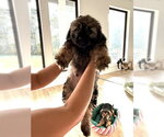 Small #1 Mutt