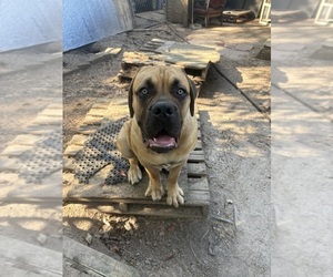 Cane Corso Puppy for sale in FAIRBURN, GA, USA