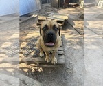 Small Cane Corso