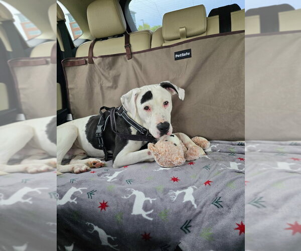 Medium Photo #2 Mutt Puppy For Sale in Claremore, OK, USA