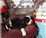 Small #7 Cavalier King Charles Spaniel