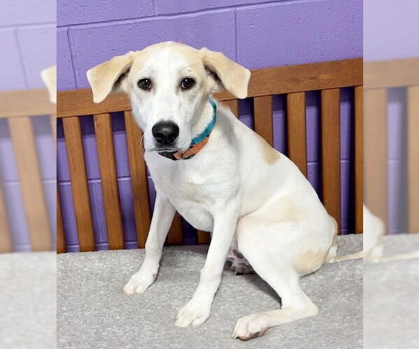 Medium Photo #3 Labrador Retriever-Unknown Mix Puppy For Sale in Genesee, WI, USA