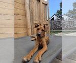 Small #2 German Shepherd Dog Mix