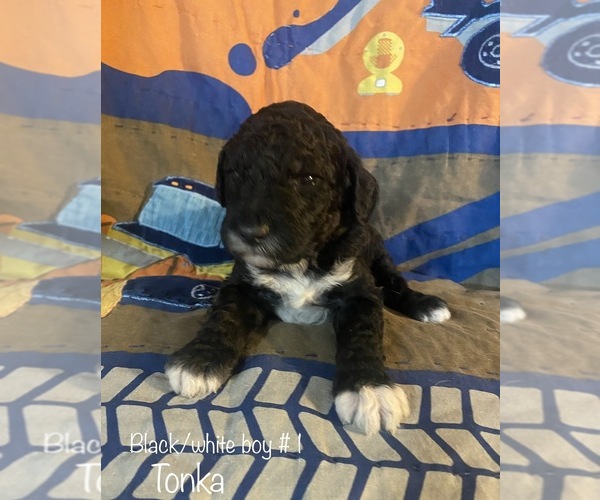 Medium Photo #6 Poodle (Standard) Puppy For Sale in HOMER, IL, USA