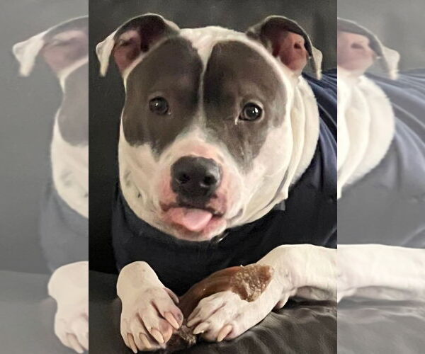 Medium Photo #3 American Pit Bull Terrier Puppy For Sale in Hillsboro, NH, USA