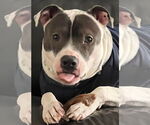 Small #2 American Pit Bull Terrier