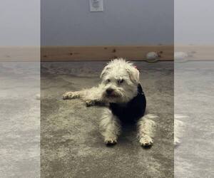 Maltese-Unknown Mix Dogs for adoption in Dallas, TX, USA
