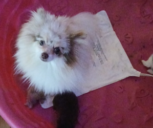 Pomeranian Puppy for sale in HUBERT, NC, USA