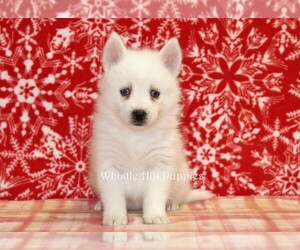 Pomsky Puppy for sale in DENVER, PA, USA