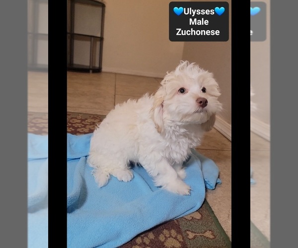 Medium Photo #3 Havanese-Zuchon Mix Puppy For Sale in TUCSON, AZ, USA