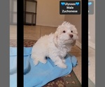 Small #2 Havanese-Zuchon Mix