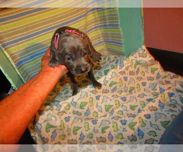 Medium Photo #3 Weimaraner Puppy For Sale in LAS ANIMAS, CO, USA