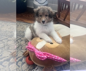 Shetland Sheepdog Puppy for sale in SUMTER, SC, USA