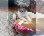 Small Photo #1 Shetland Sheepdog Puppy For Sale in SUMTER, SC, USA