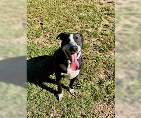 Medium Photo #1 Mutt Puppy For Sale in Sparta, TN, USA