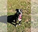 Outlaw - Male Mutt Dog for Adoption - Small photo