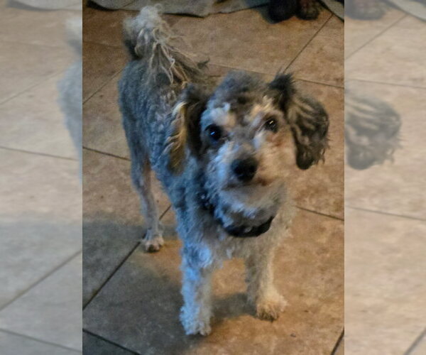 Medium Photo #2 Poodle (Miniature) Puppy For Sale in San Antonio, TX, USA